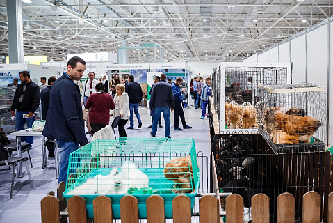 Южно-Российский региональный конкурс кроликов и породной птицы состоится 23-24 октября
