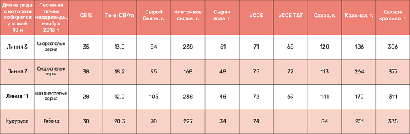 Сорго в стране мельниц и тюльпанов