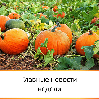 ГЛАВНЫЕ НОВОСТИ НЕДЕЛИ