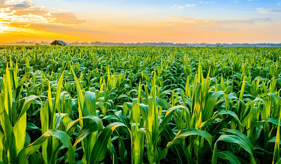 Рынки: новый рост посевных площадей под кукурузой в Европе в 2019 году и снижение запасов семян.
