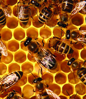 Возвратные холода замедляют развитие пчел и угрожают урожаю меда и фруктов