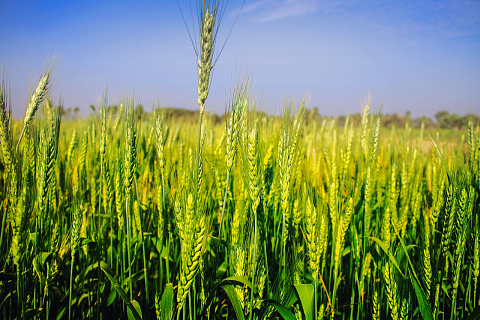 Горящие экспортные контракты разогревают рынок. Цены на российскую пшеницу вновь подбираются к $200/т