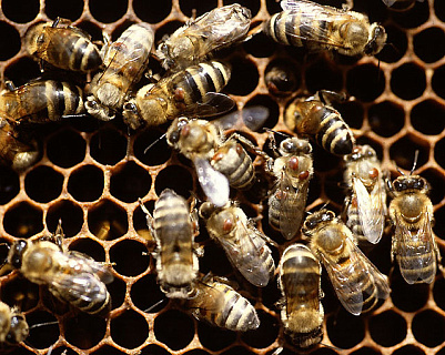 Выявлены цисты возбудителя нозематоза и клещи-возбудители варроатоза пчел