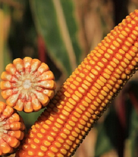 Семена кукурузы НК Фалькон от Syngenta (Швейцария)