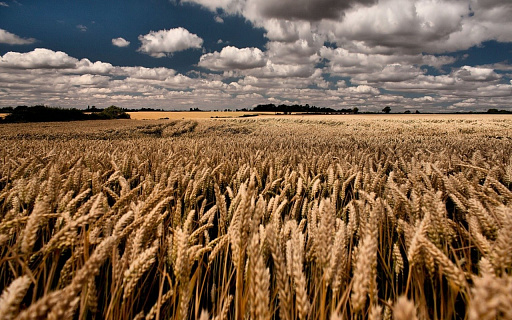 Цены на пшеницу вновь падают на фоне хороших видов на новый урожай и продаж фондов